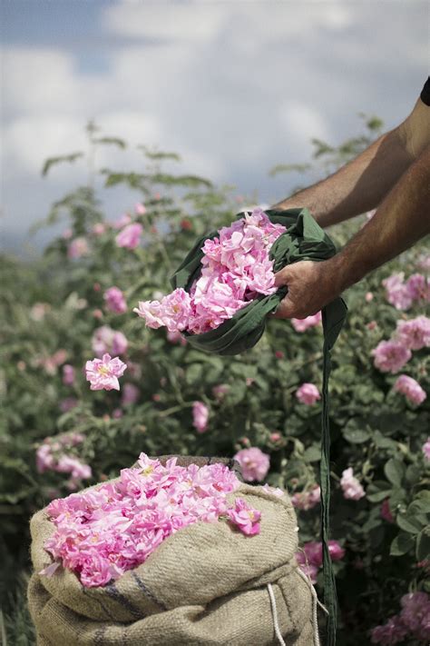 visite guidée des champs de fleurs Chanel à Grasse